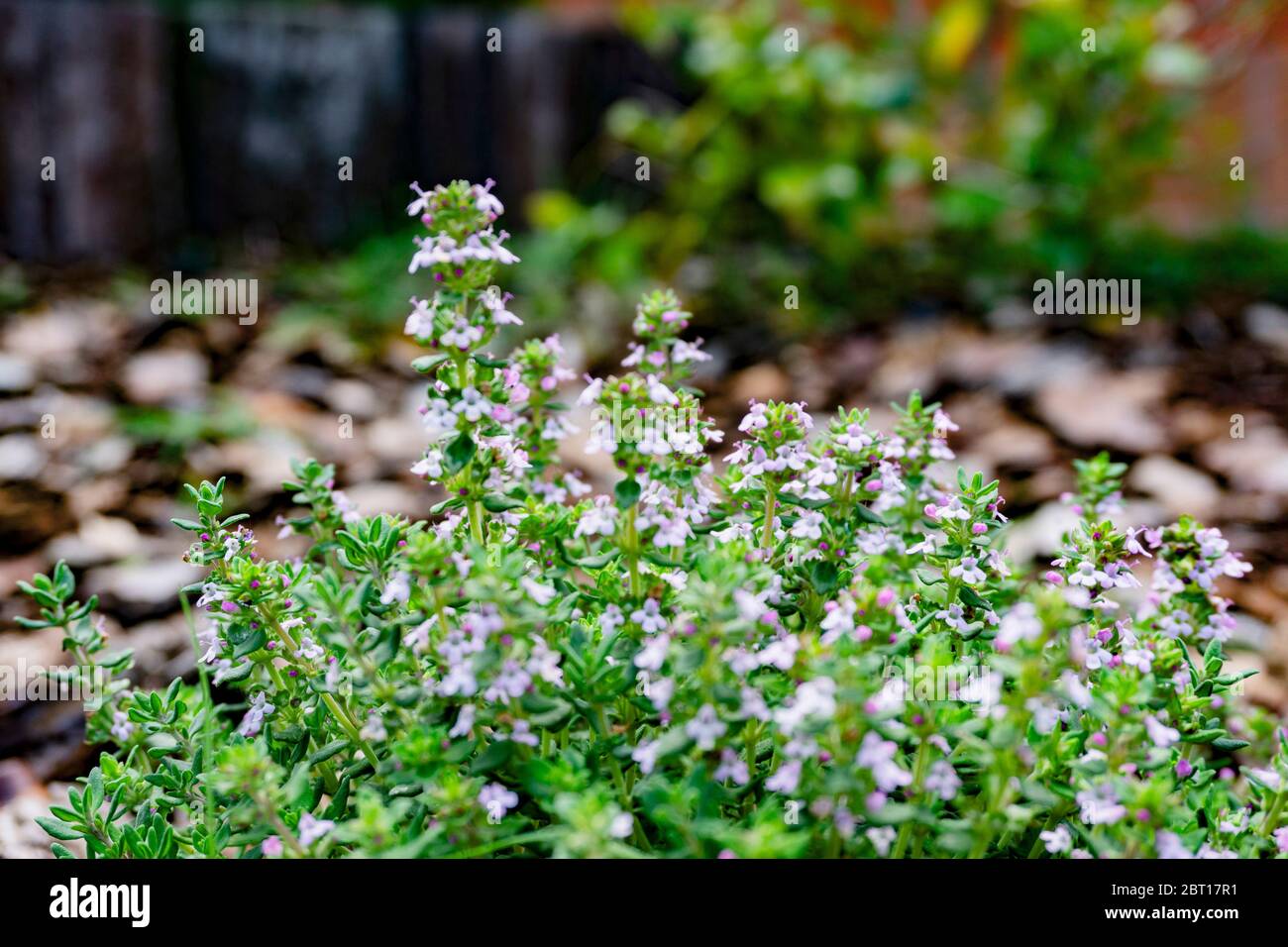thyme flower in the garden Stock Photo Alamy