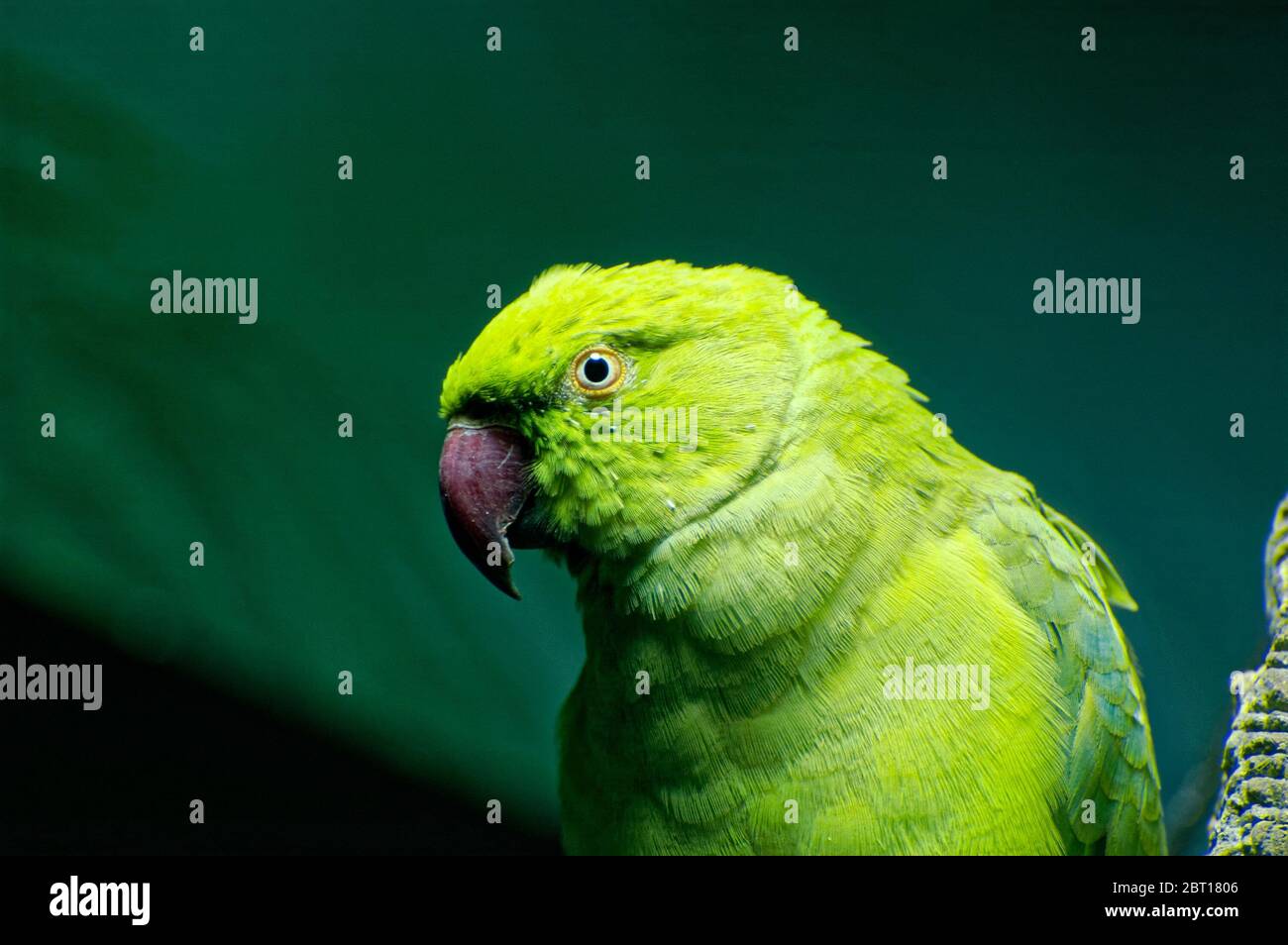 Parrots Pictures High Resolution Stock Photography And Images Alamy