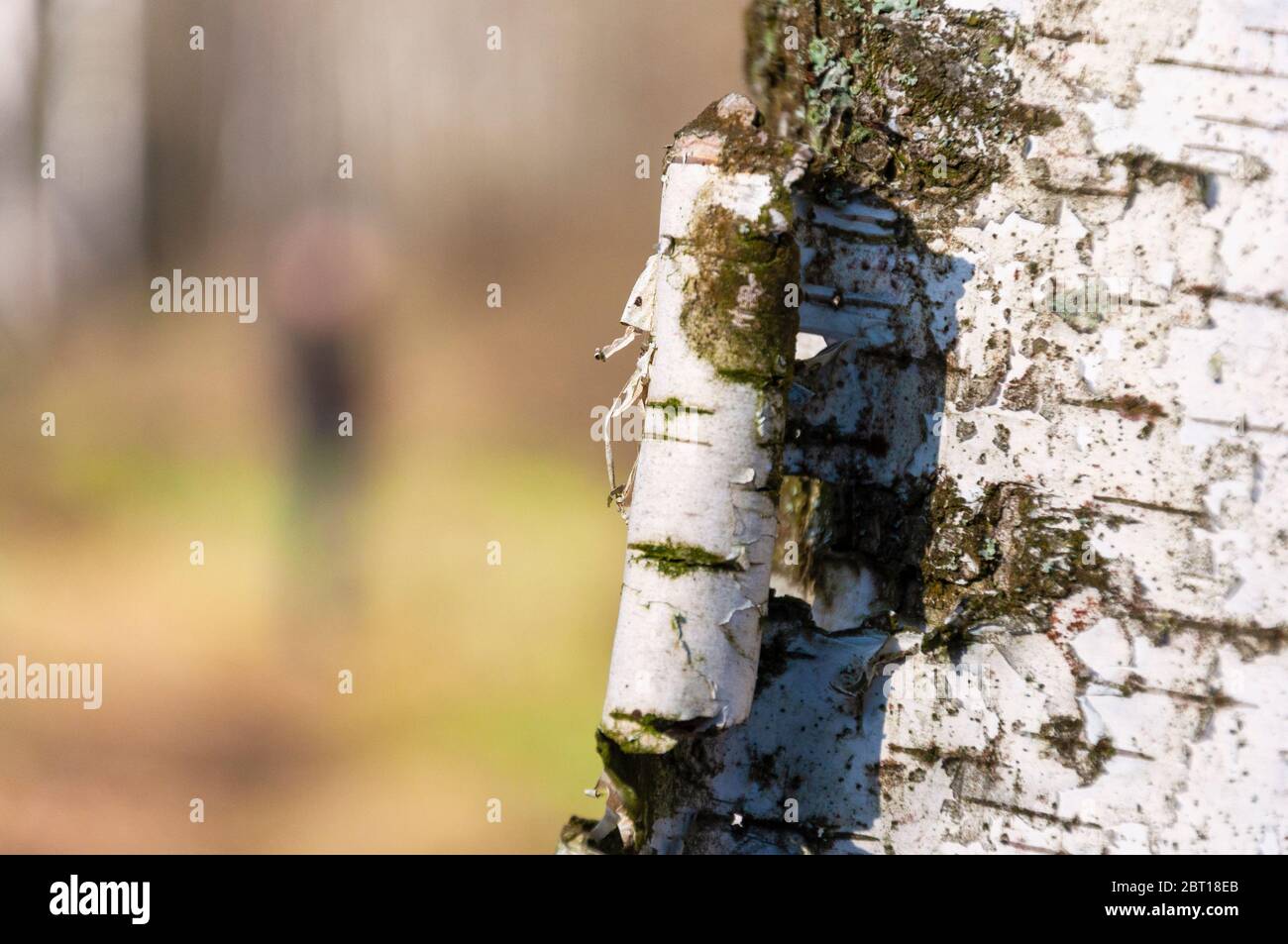 Bark of birch tree on background of blurred silhouette of man in the forest Stock Photo