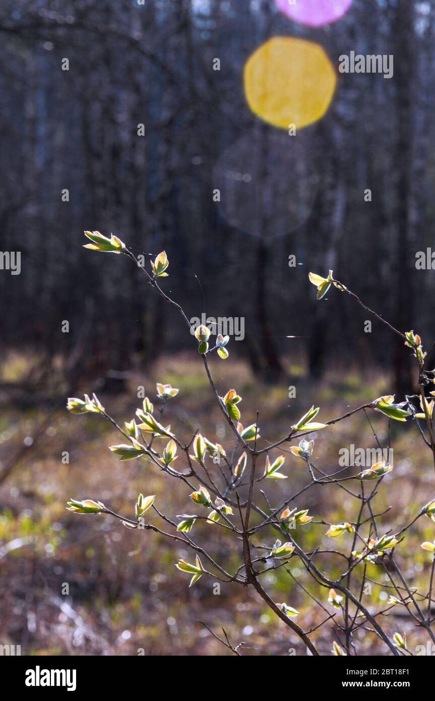 branches with young leaves on background of blurred spring forest landscape at sunlight Stock Photo
