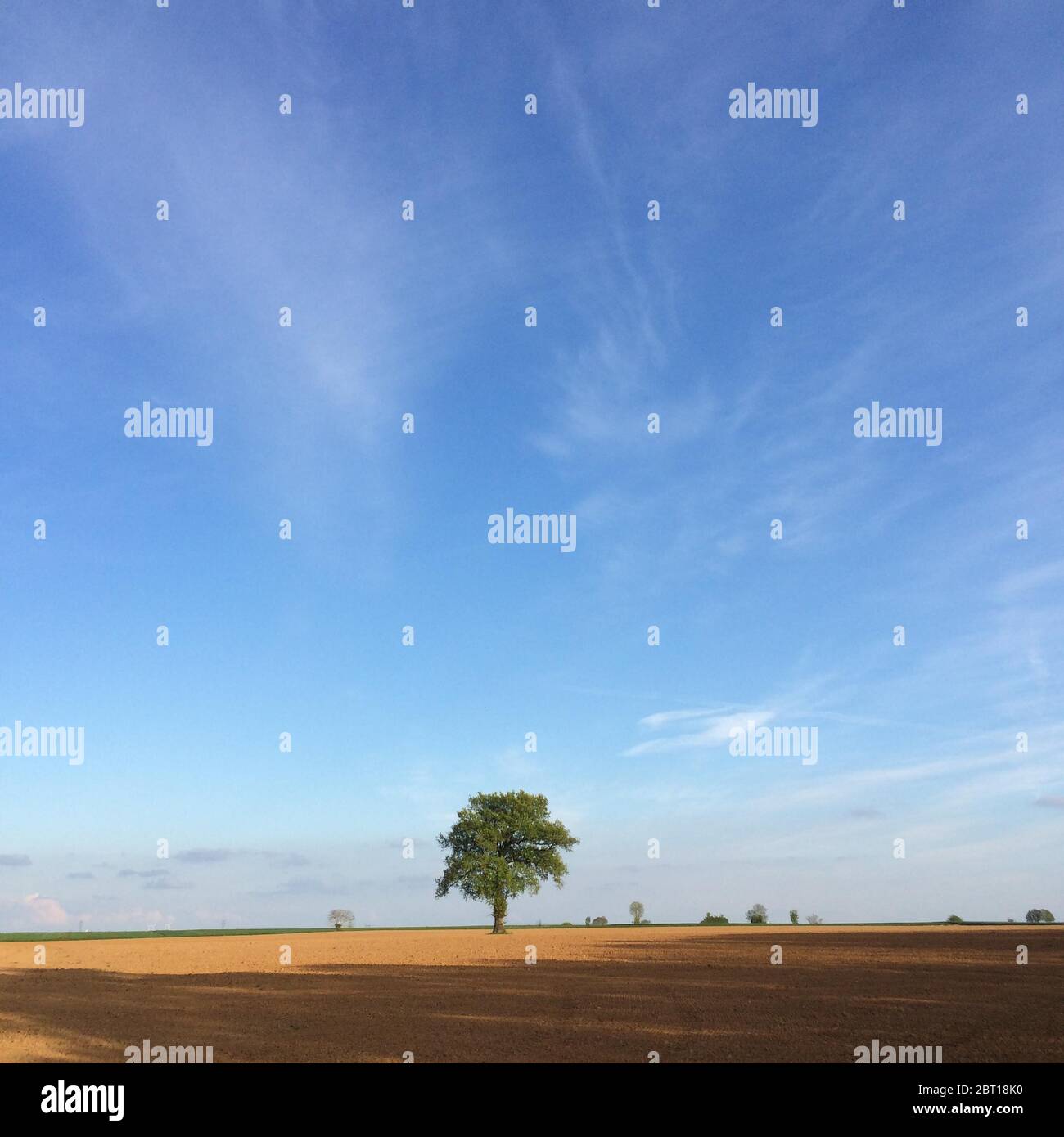 Tree in a field, Deux-Sevres, France Stock Photo