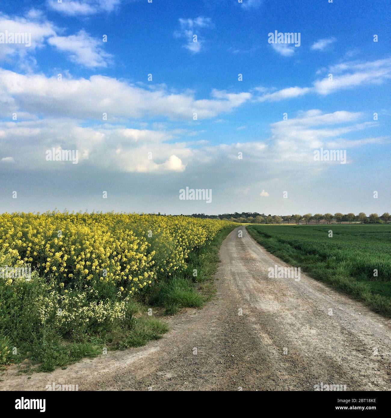 Road through rural landscape, Deux-Sevres, France Stock Photo