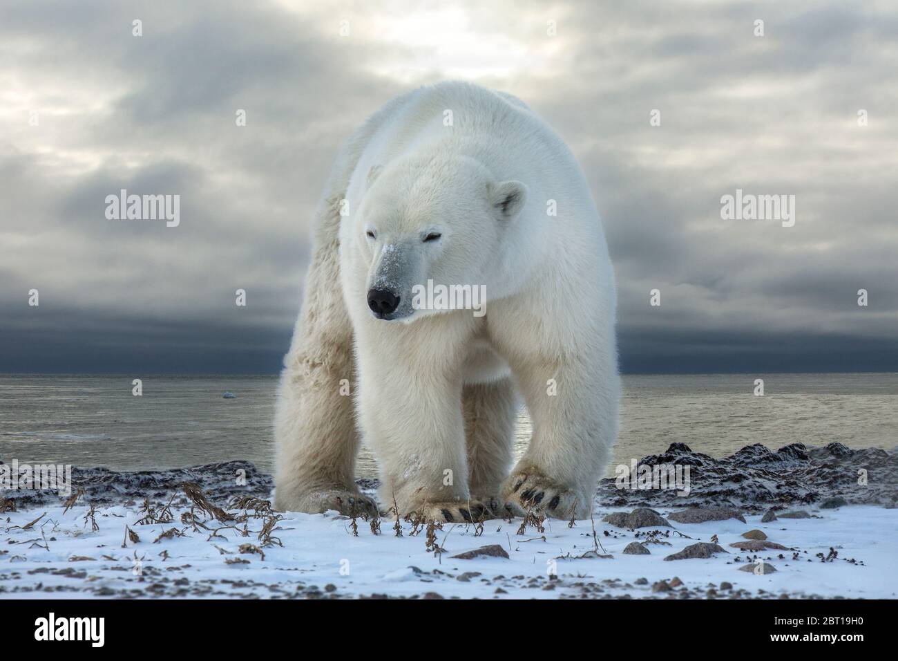 Polar bear on the shore of Hudson Bay, near Churchill, Canada Stock Photo