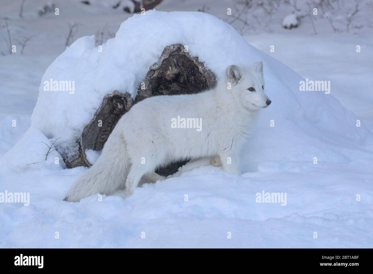 Arctic fox in winter, Montana Stock Photo
