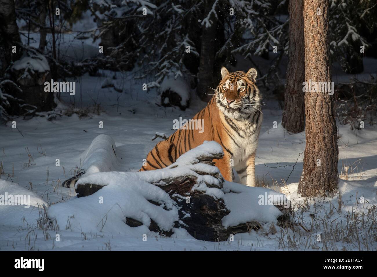 Siberian tiger in winter Stock Photo