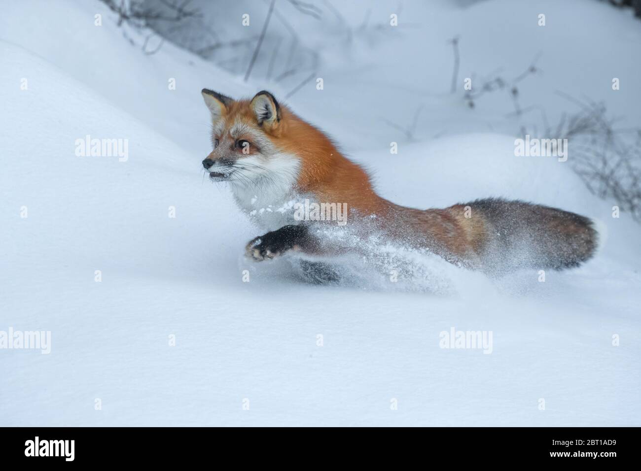 Red fox in winter, Montana Stock Photo