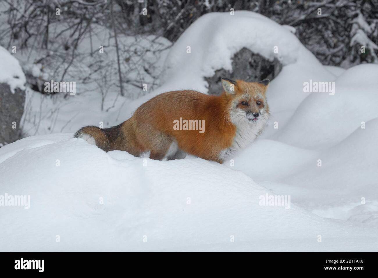 Red fox in winter, Montana Stock Photo