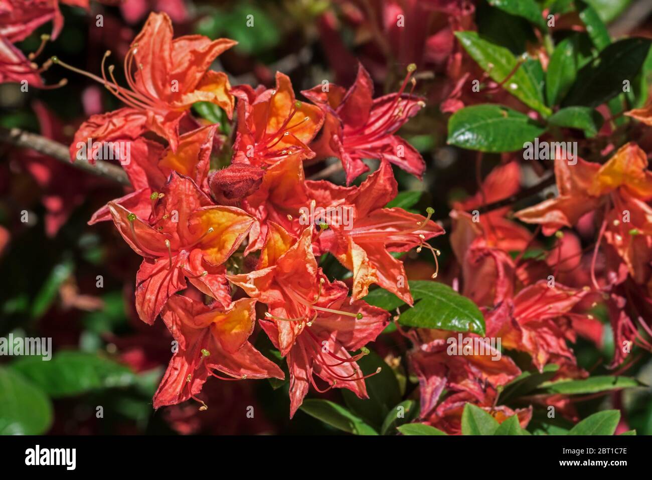Rhododendron Julda Schipp, close up showing red flowers and leaves in spring Stock Photo