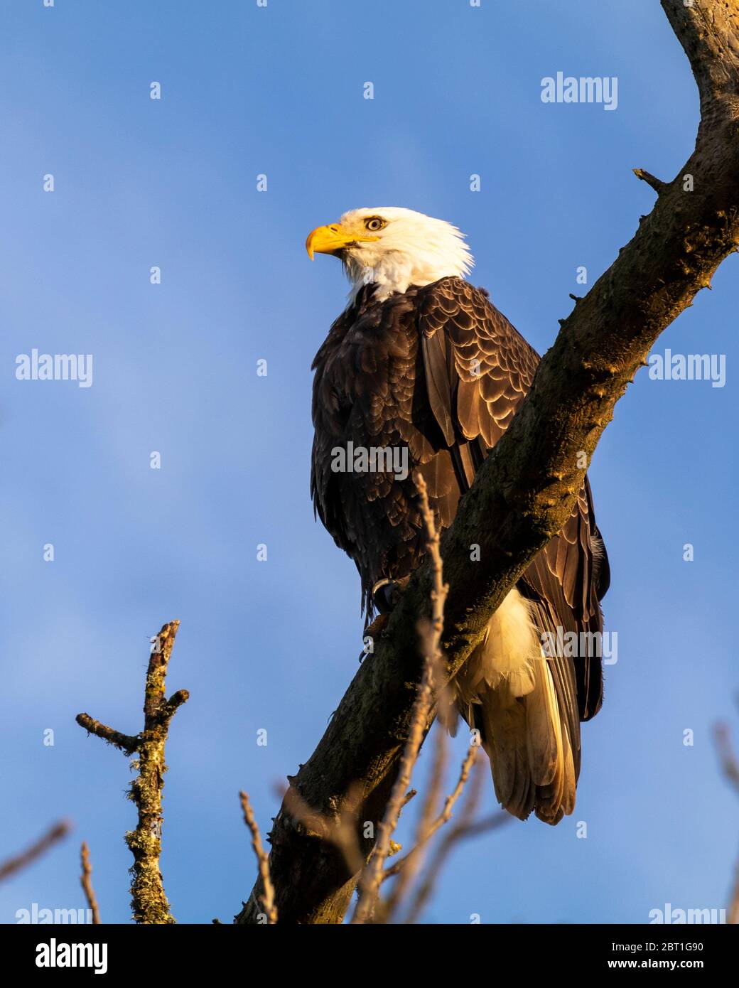 A bald eagle perches on a branch near Shedd, a town in the Willamette Valley of Oregon, USA. Stock Photo
