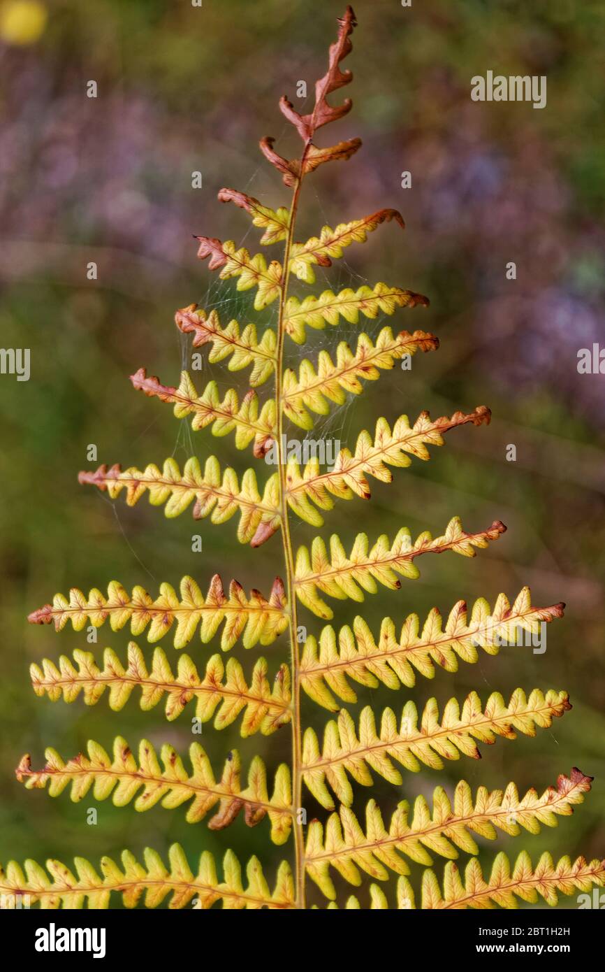 Beautiful fern hi-res stock photography and images - Alamy