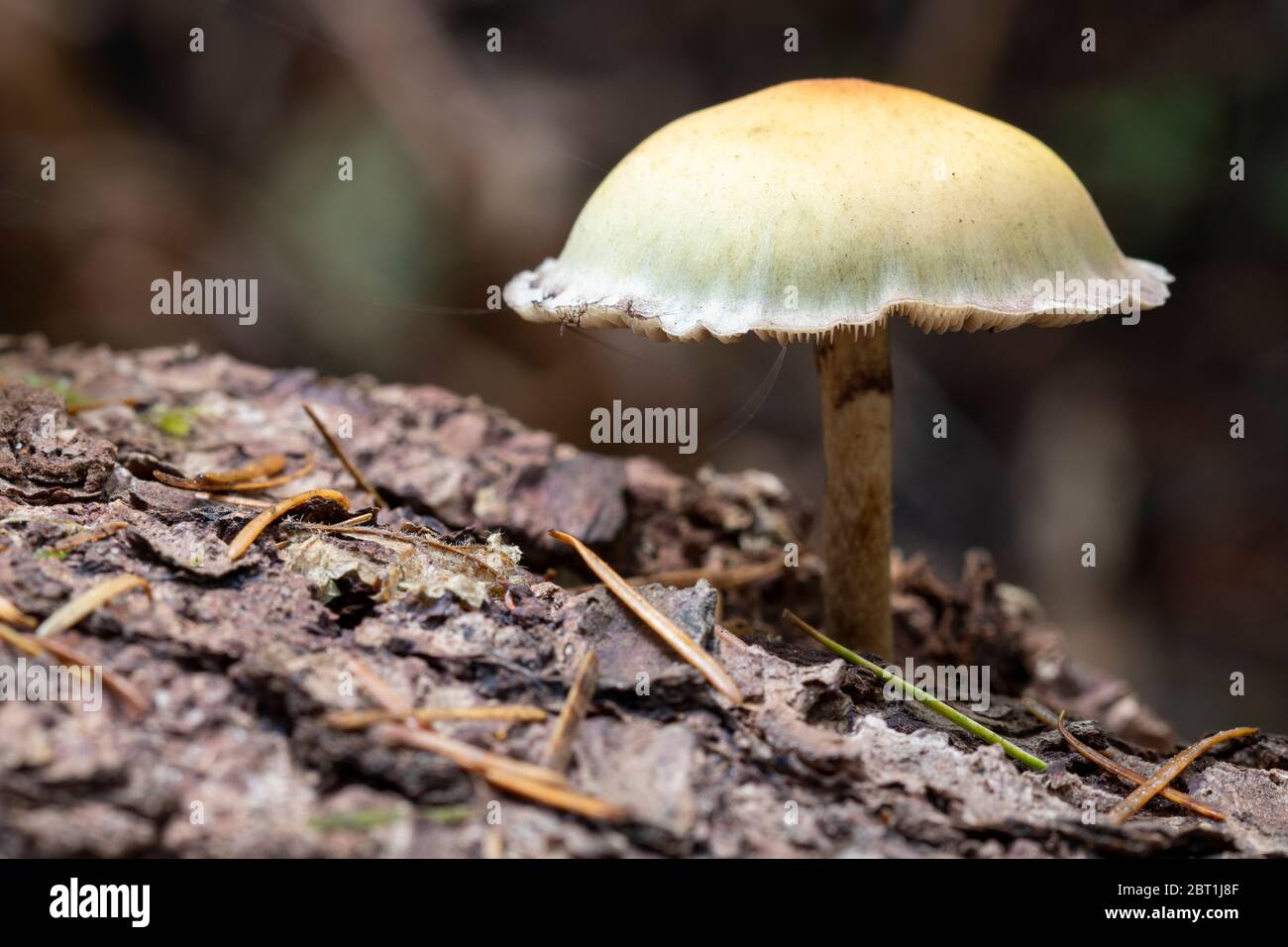 Very small mushroom sprouting from a log in a forest in the Pacific Northwest. The fungus is surrounded by pine needles. Stock Photo