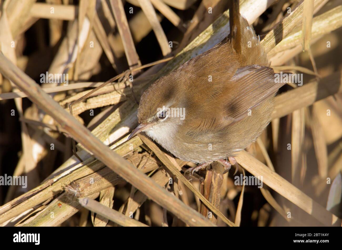 Cettis Warbler, Cettia Cetti, With Tail Raised Looking For Food, Insects In A Reed Bed. Taken at Stanpit Marsh UK Stock Photo