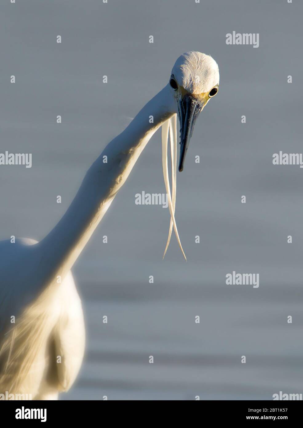 Head On Shot Of A Little Egret, Egretta Garzetta, With Staring Eyes Hunting Fish In The Shallow Water Of A Salt Marsh. Taken at Stanpit Marsh UK Stock Photo