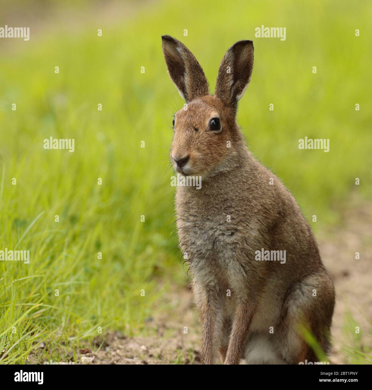 Photographing hares hi-res stock photography and images - Alamy