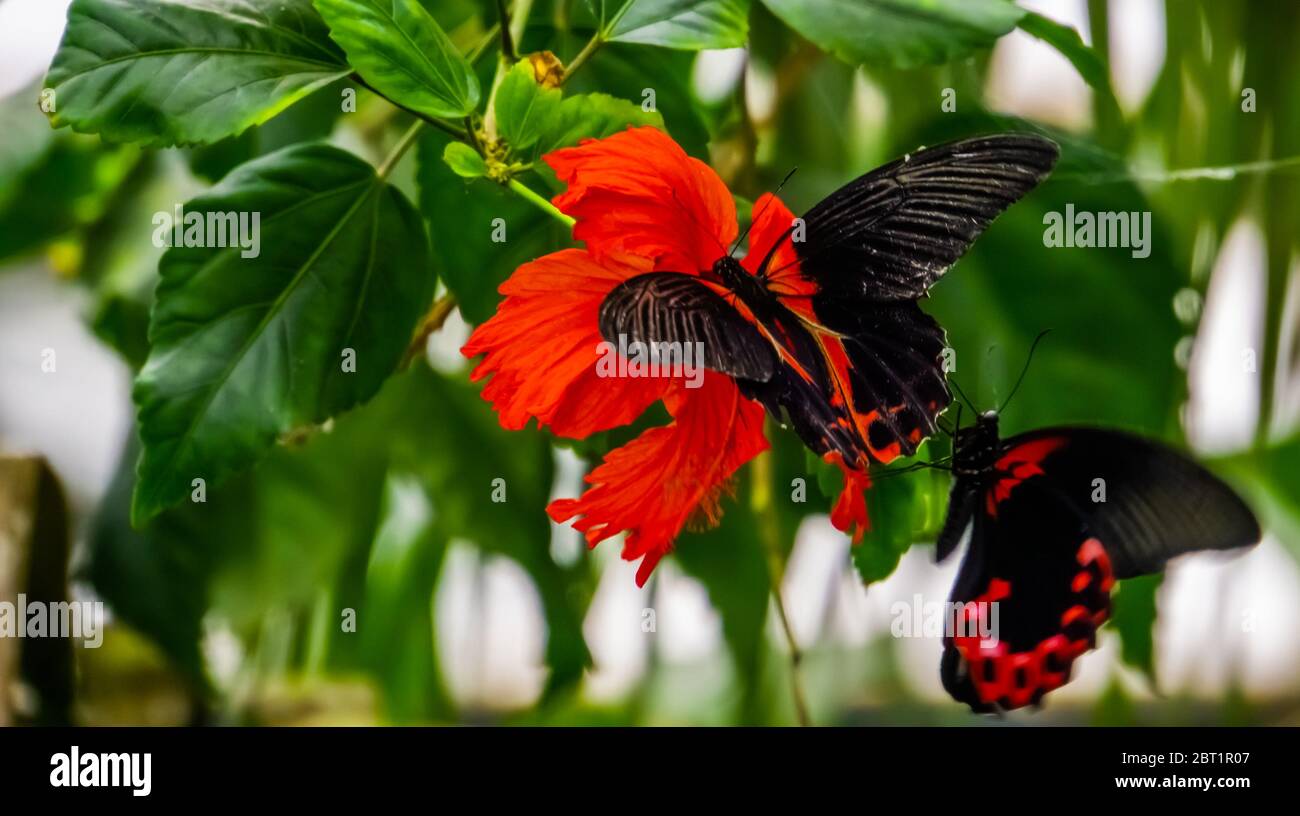 macro closeup of a red scarlet butterfly on a chinese hibiscus flower, tropical insect specie from Asia Stock Photo