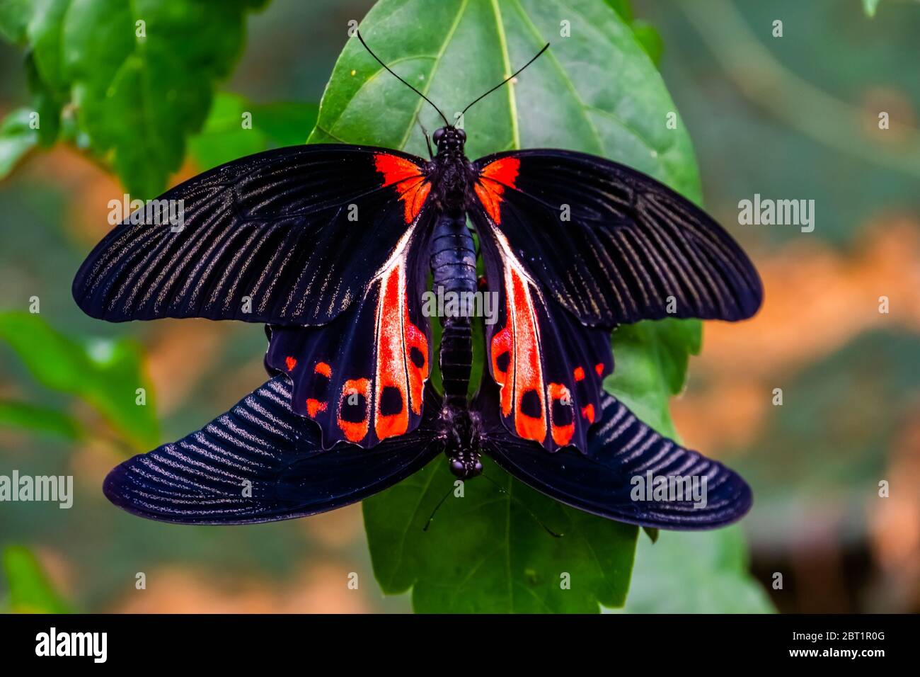 red scarlet butterfly couple mating, tropical insect specie from the philippines, Asia Stock Photo