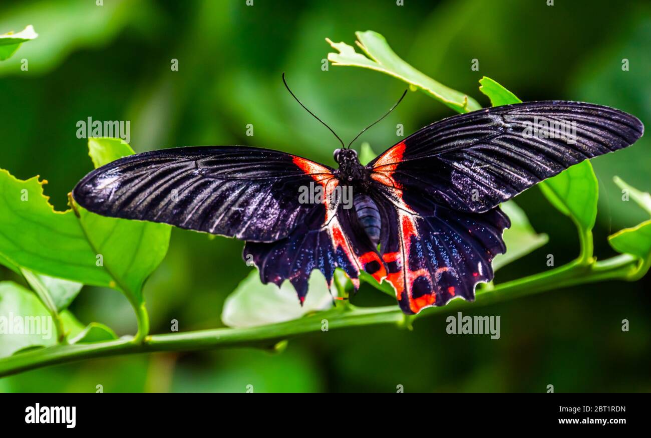 beautiful macro closeup of a red scarlet butterfly, tropical insect specie from Asia Stock Photo