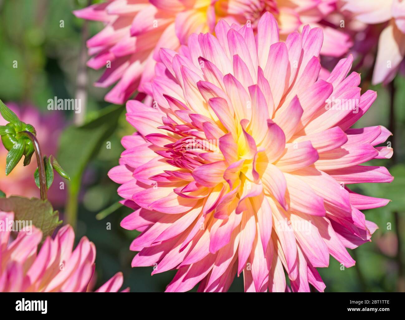 Blooming dahlias in the garden Stock Photo - Alamy