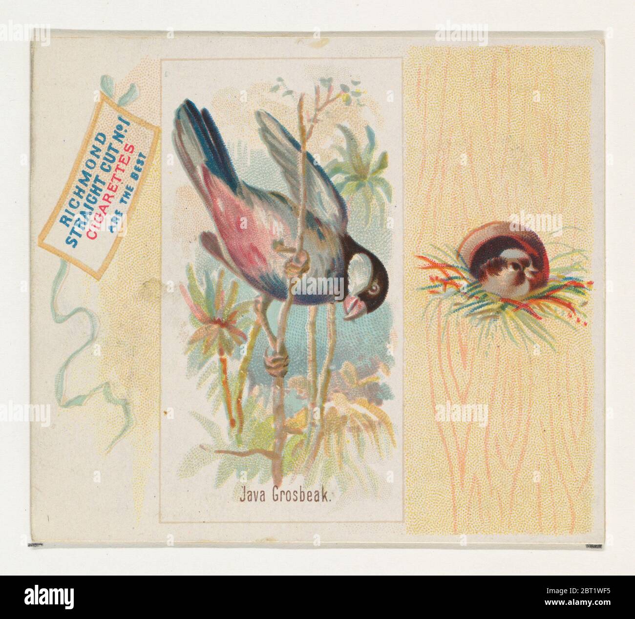 Java 1890 Java Grosbeak, from the Song Birds of the World series (N42) for Allen ...