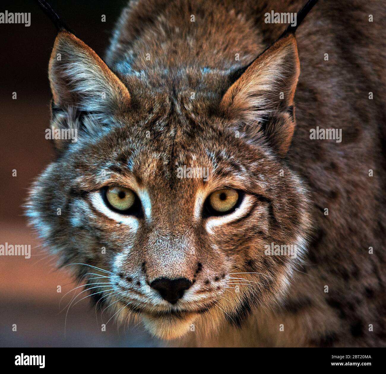 Portrait of a lynx, South Africa Stock Photo - Alamy