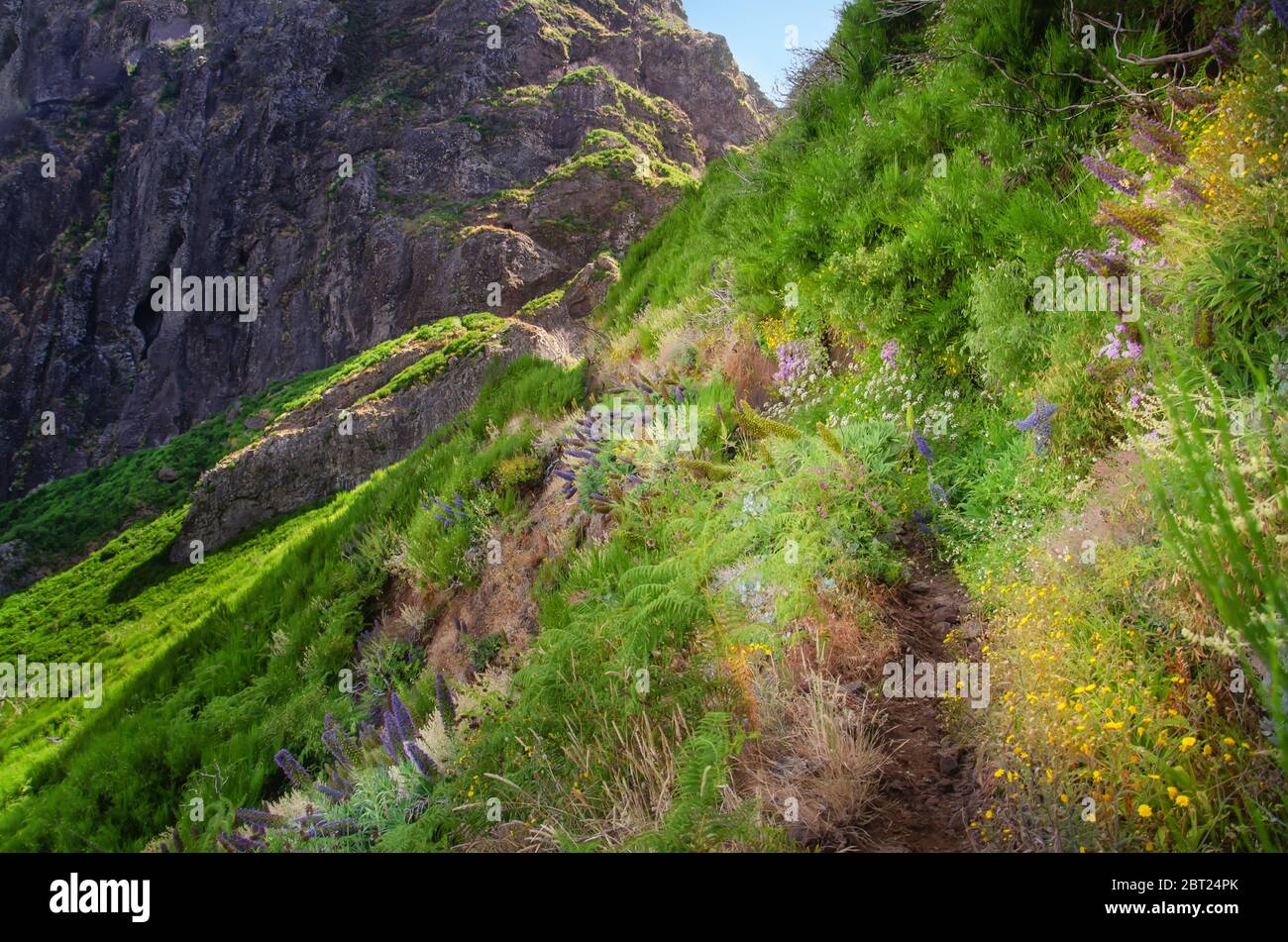 Mountain hiking trail in Madeira mountains. Footpath is running along the mountain slope covered bu lush vegetation - green grass, wild blooming flowe Stock Photo