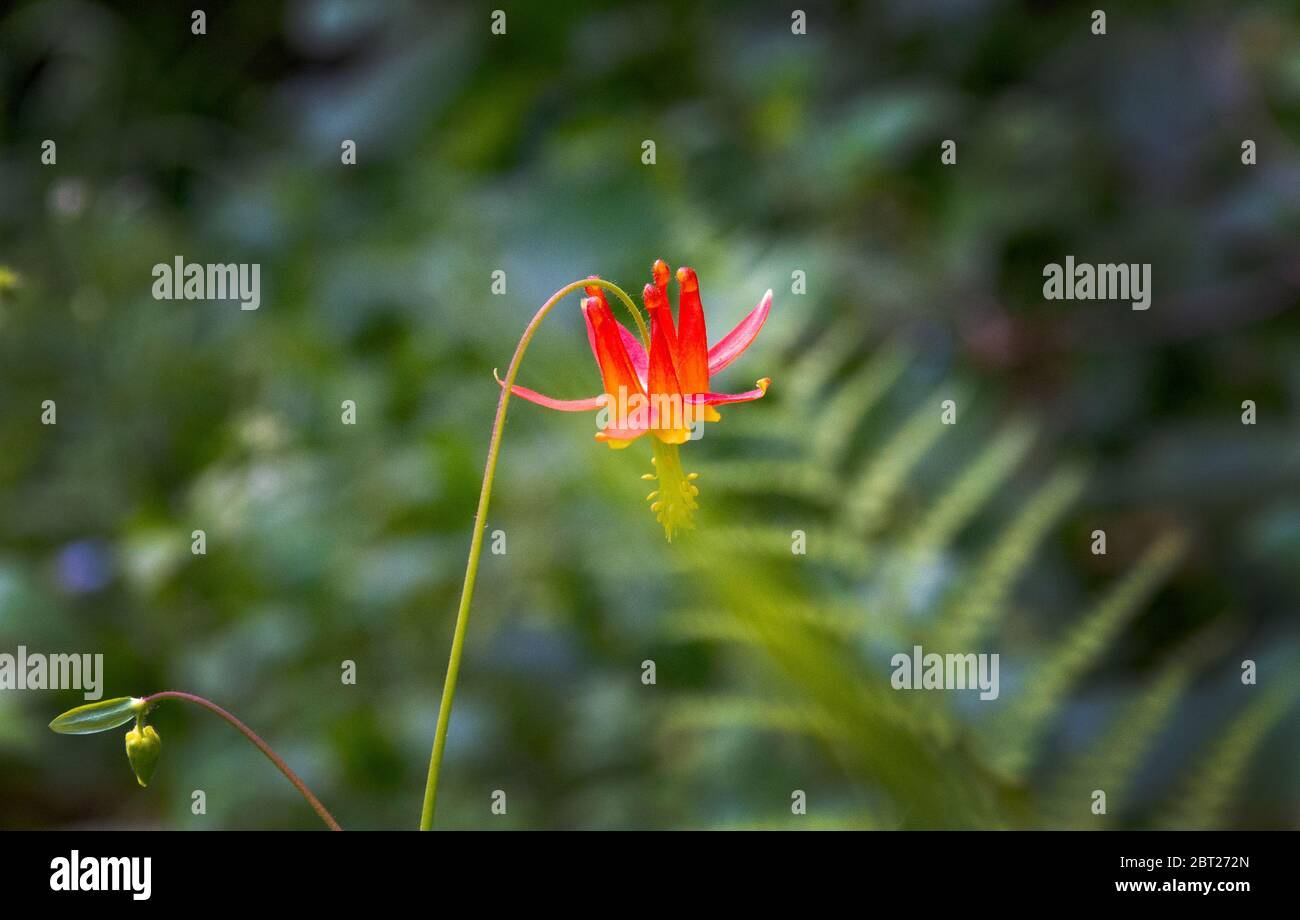 Columbine wildflower, Northern California Stock Photo