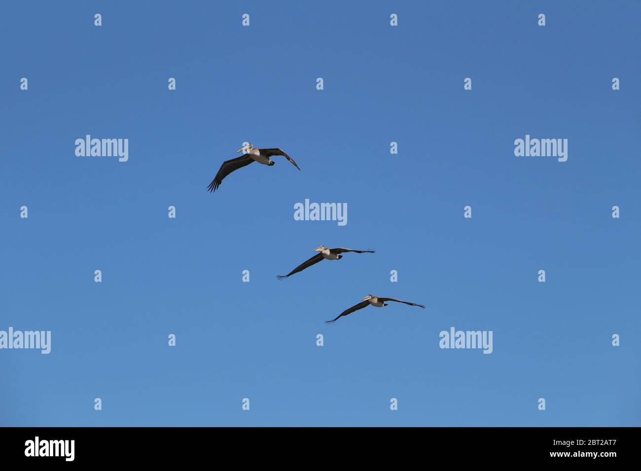 3 Pelicans on the coast of California USA Stock Photo