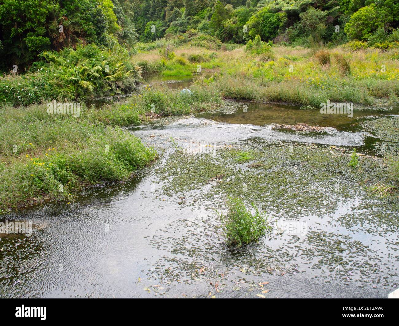 Swamp Area On A Bush Walk Stock Photo