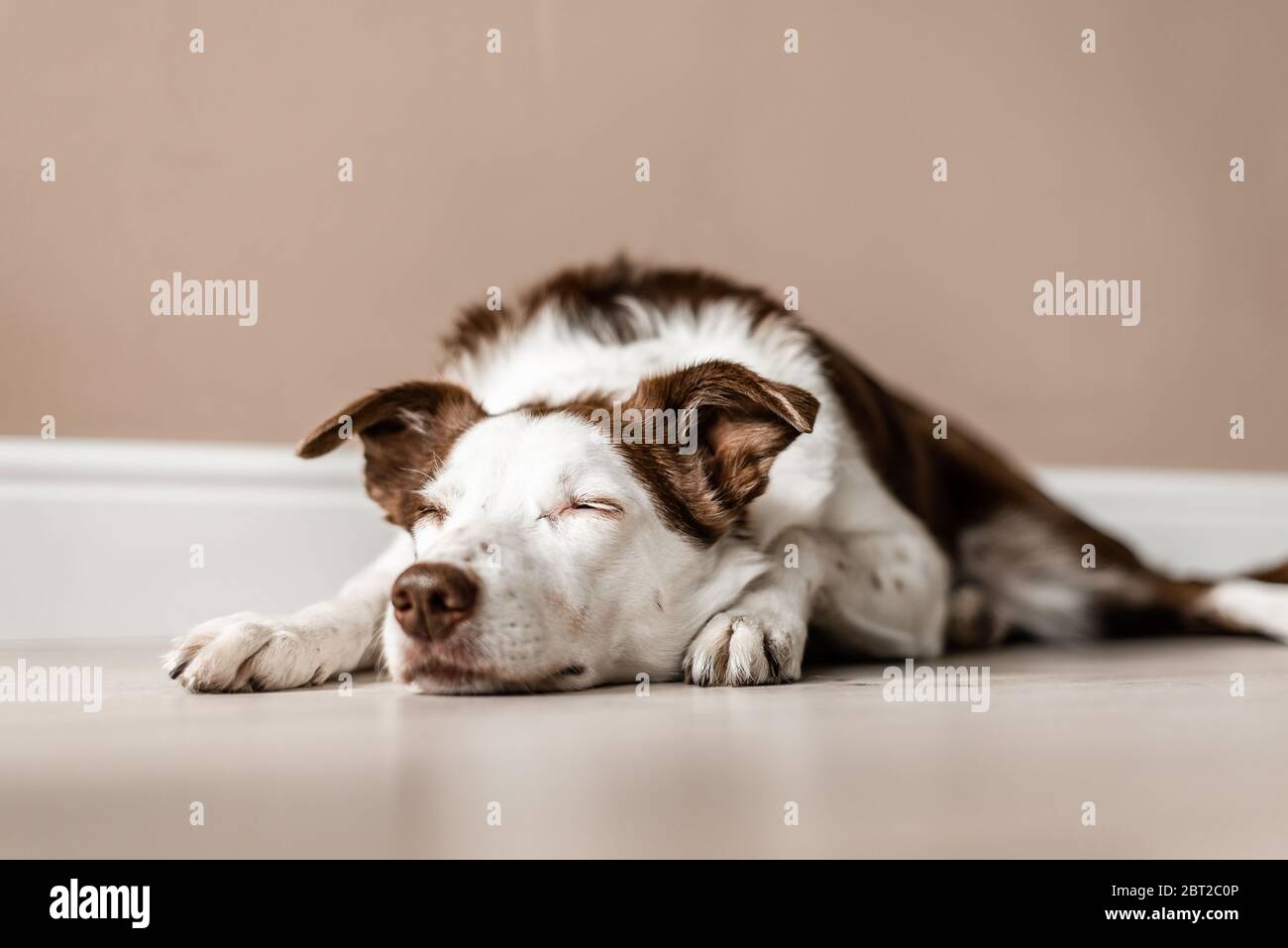 Cute brown and white Border Collie lays on the floor inside a house with her eyes closed. Lazy day, calm, sleeping dog Stock Photo