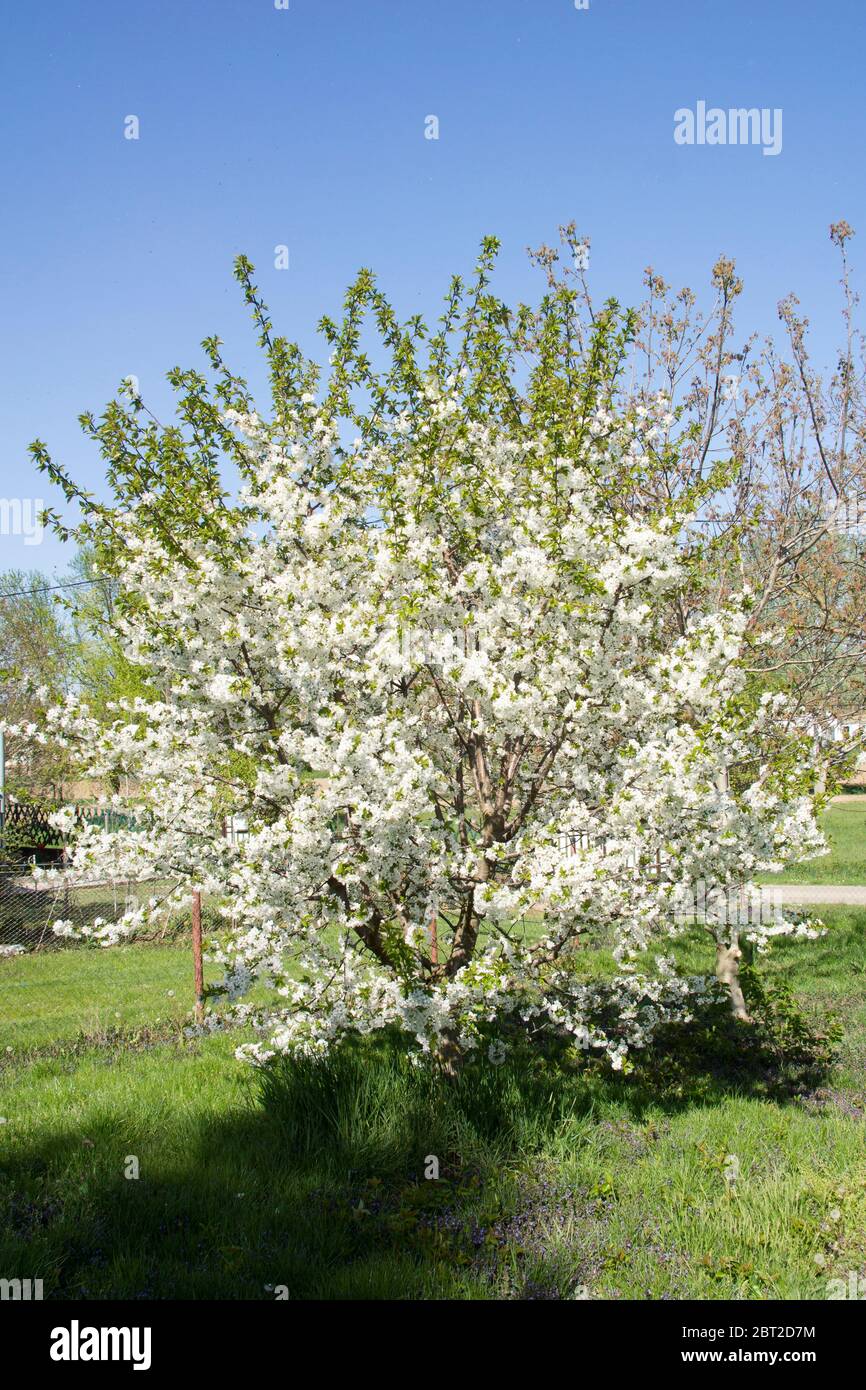 Cherry tree in full blossom in an orchard Stock Photo