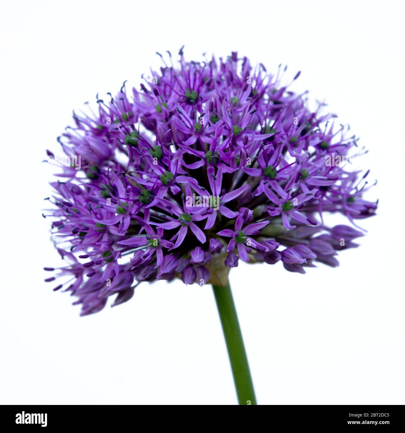 Purple details flower hi-res stock photography and images - Alamy
