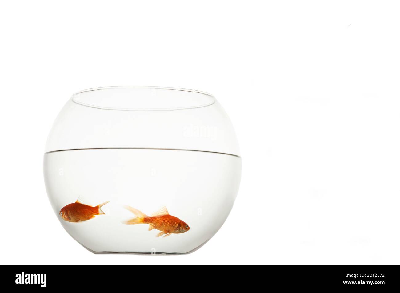 Two goldfish in bowl Stock Photo
