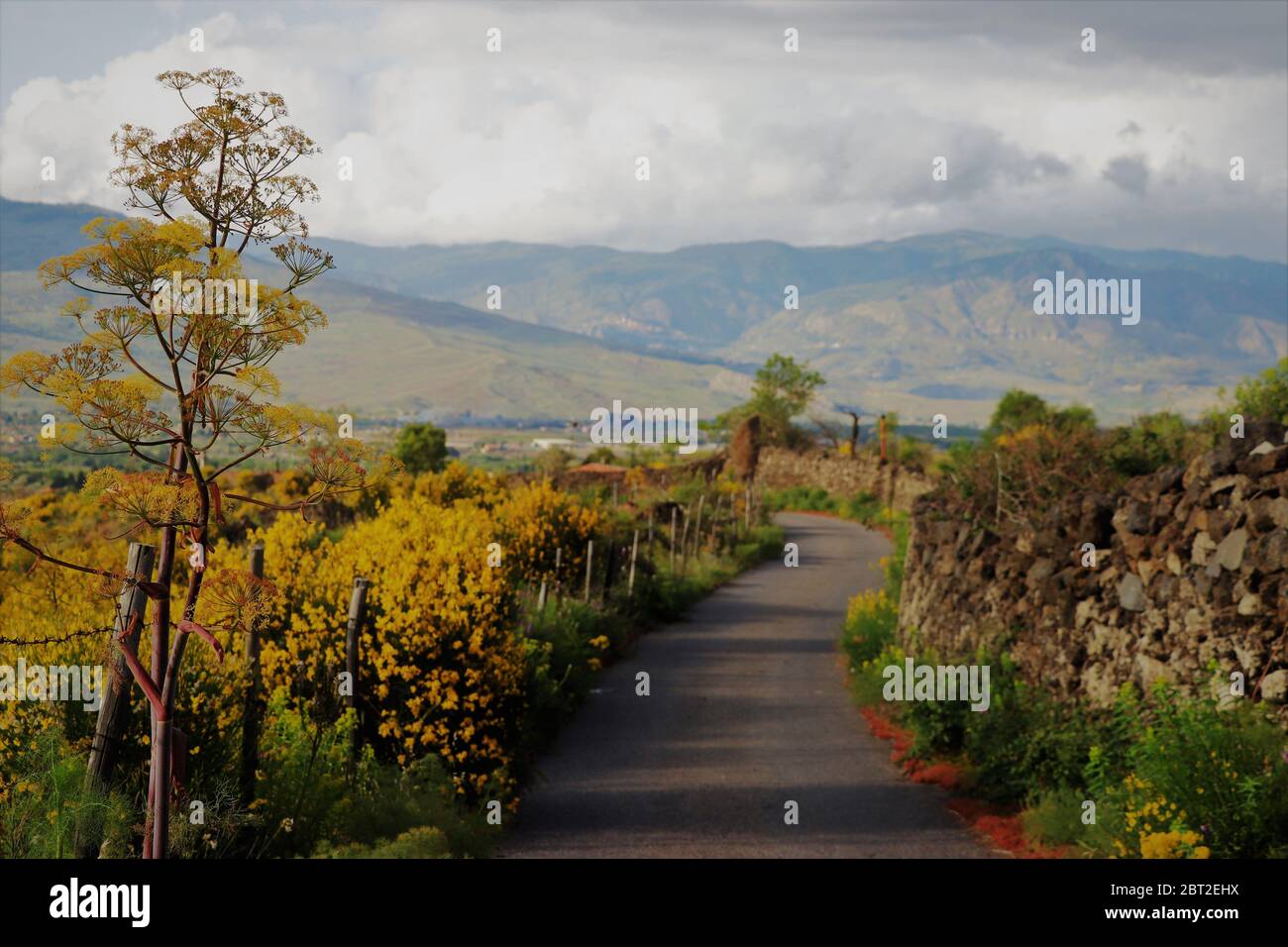 A pathway through the flowers hi-res stock photography and images - Alamy