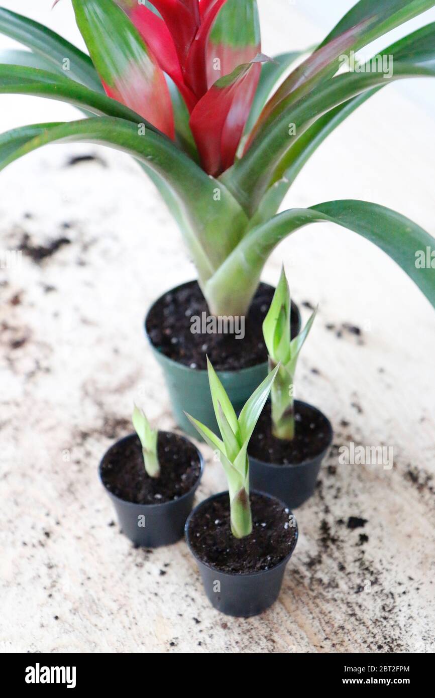 bromeliad-propagation-hi-res-stock-photography-and-images-alamy