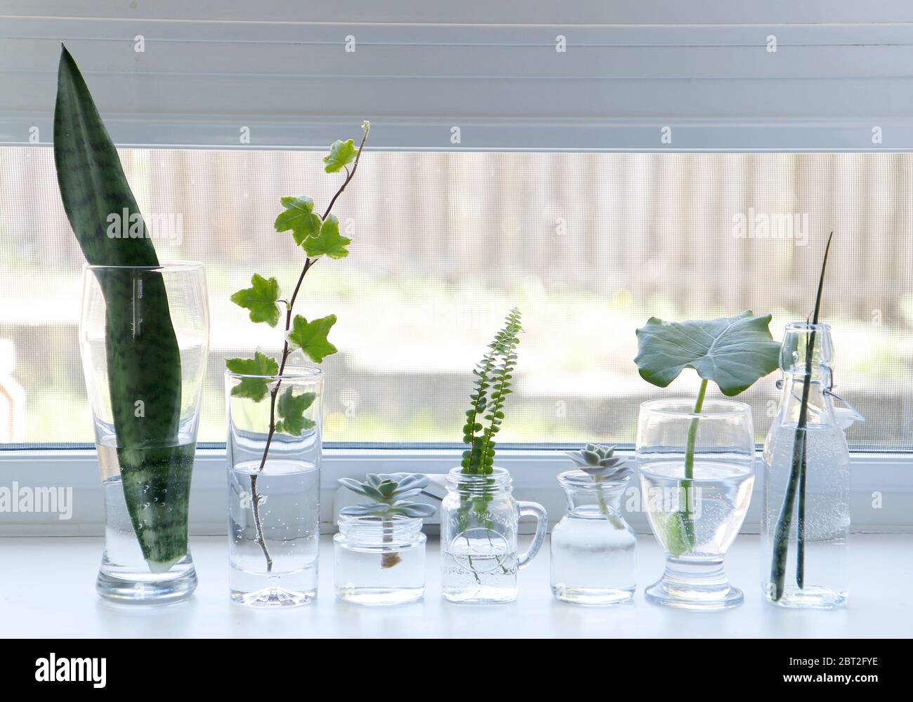Houseplant Propagation in Water Stock Photo