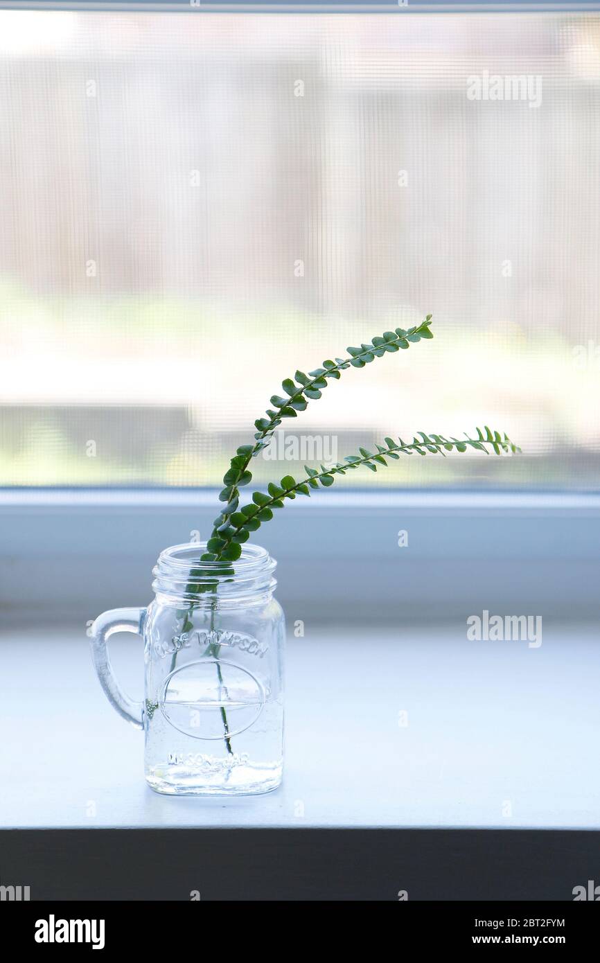 Houseplant Propagation in Water Stock Photo