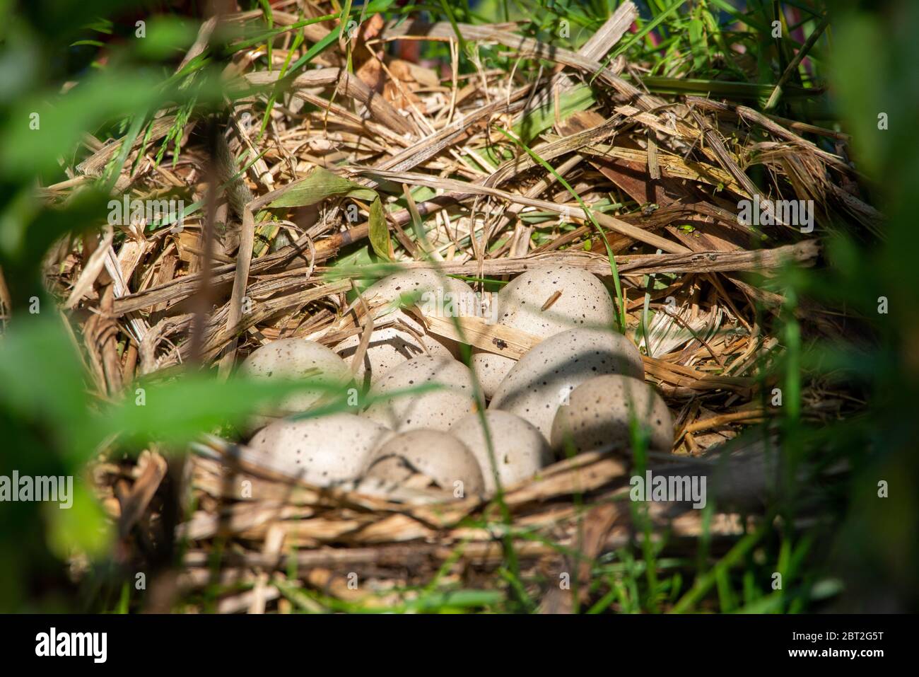 floating nest with eggs of coot at Groene Hart, Holland Stock Photo