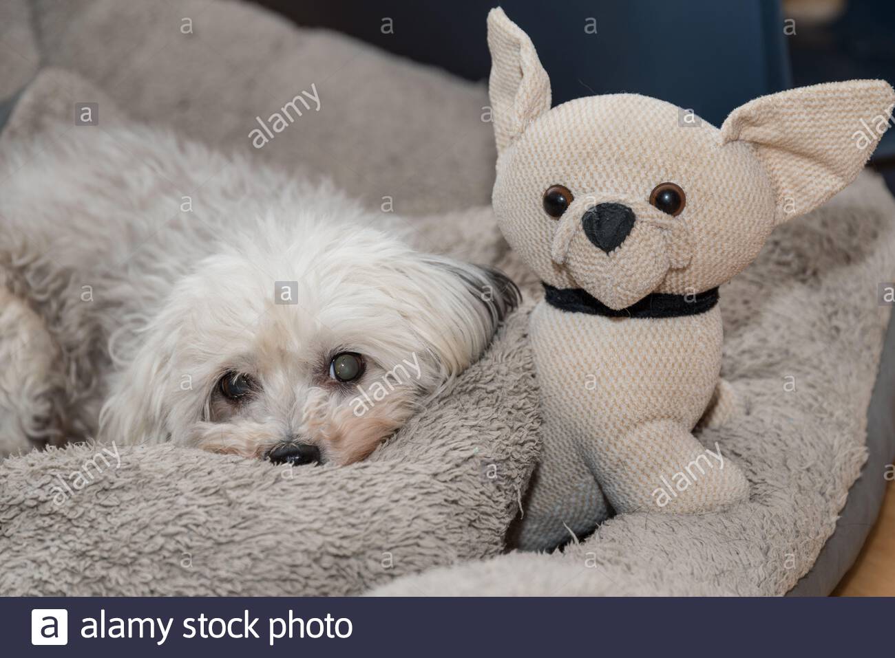next dog bed