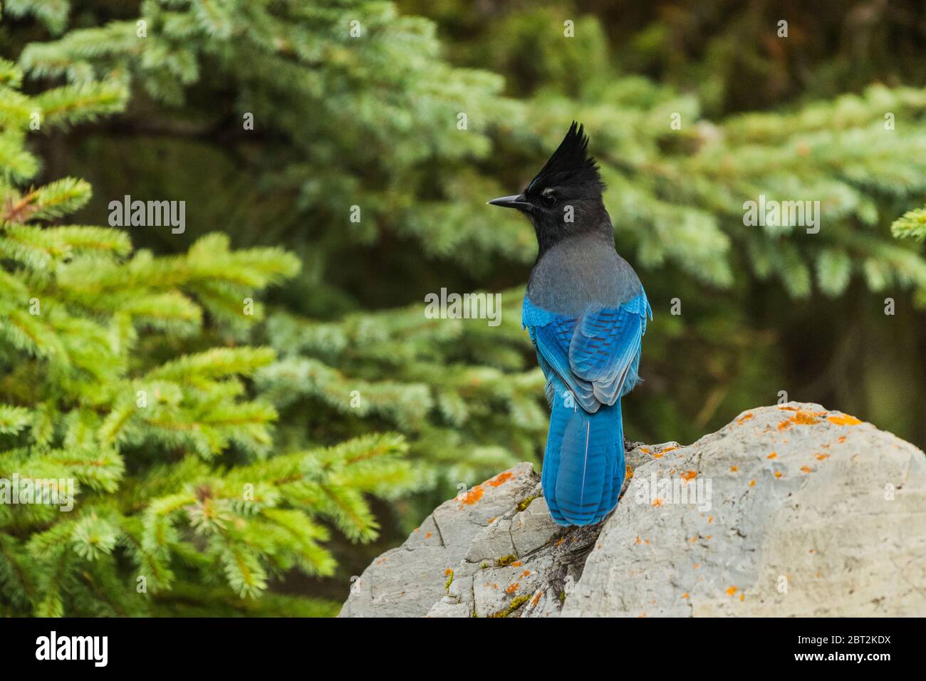Jay rock hi-res stock photography and images - Alamy
