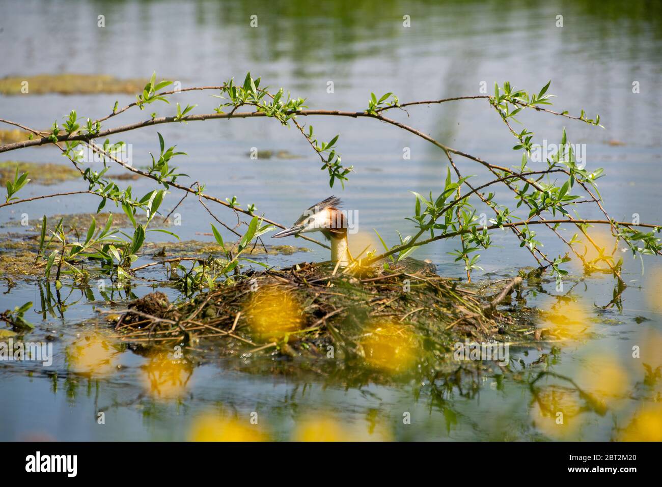 grebe at nest in Groene hart, Holland Stock Photo