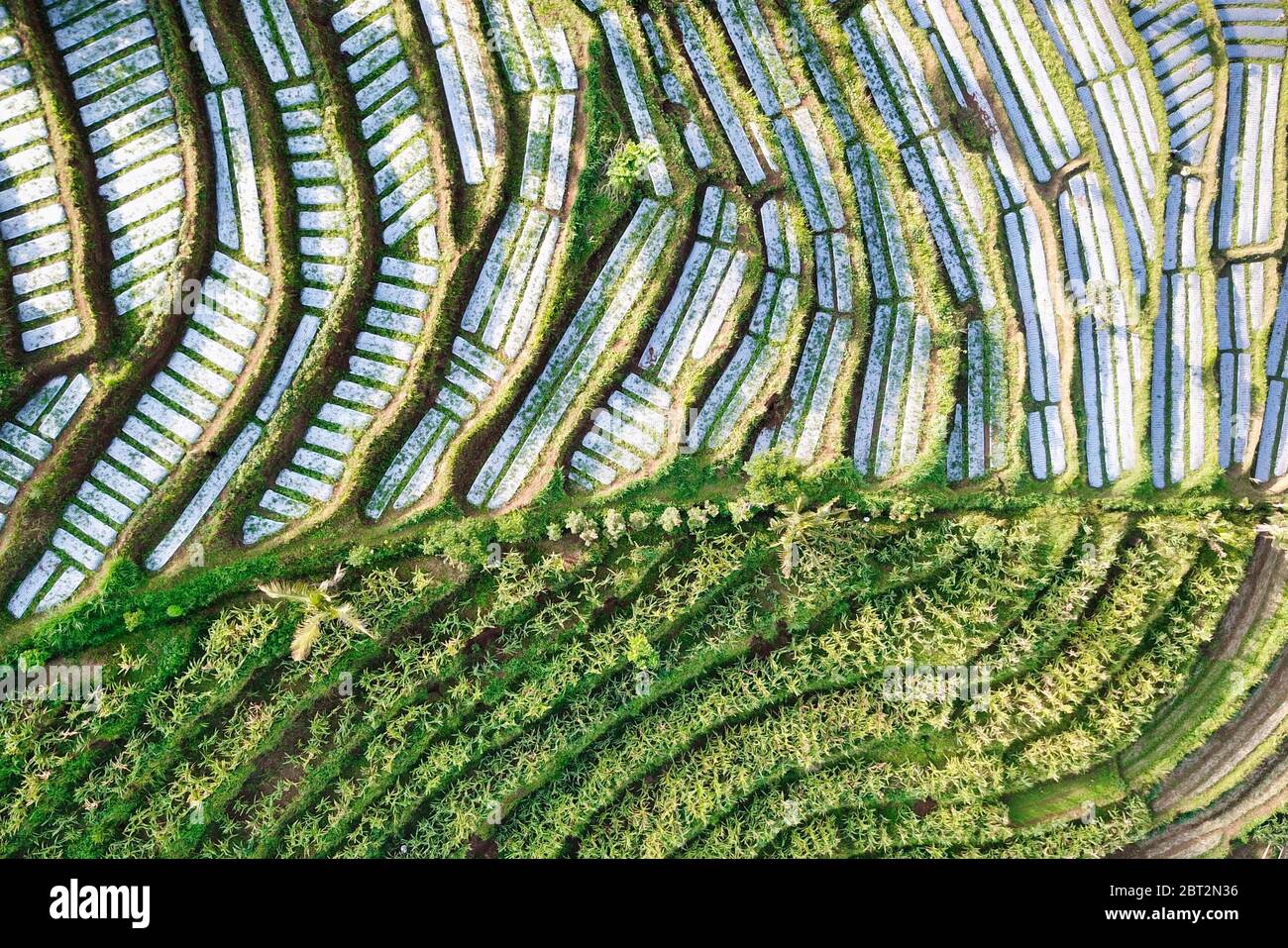 Aerial view of a plantation, Lombok, Indonesia Stock Photo