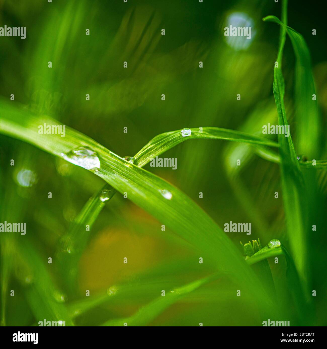 water drops on the green grass, macro photo Stock Photo - Alamy
