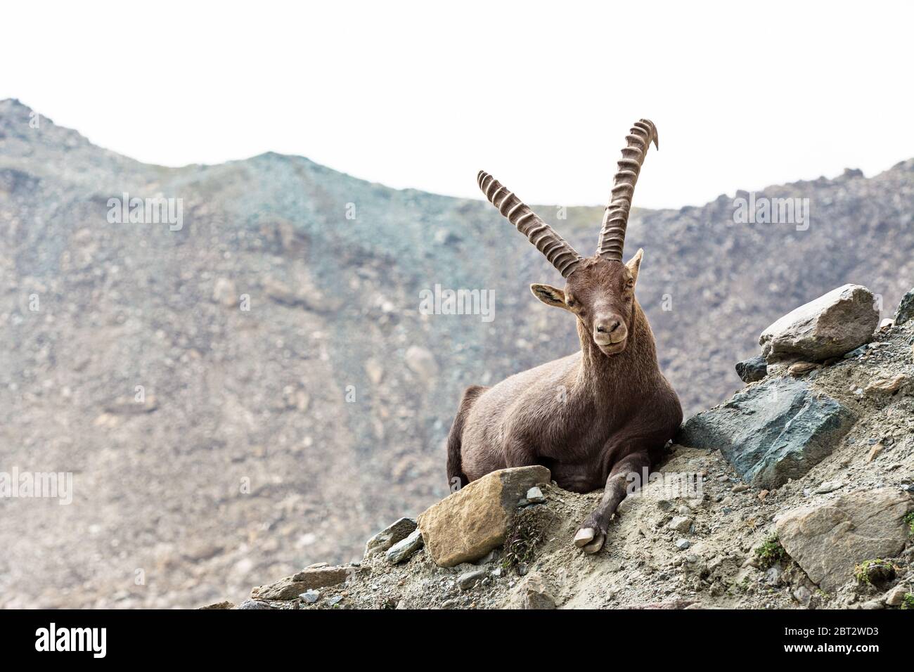 Ibex Italy High Resolution Stock Photography and Images - Alamy