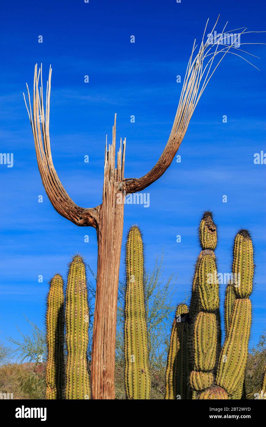 Saguaro cactus, living specimens with dead saguaro in background