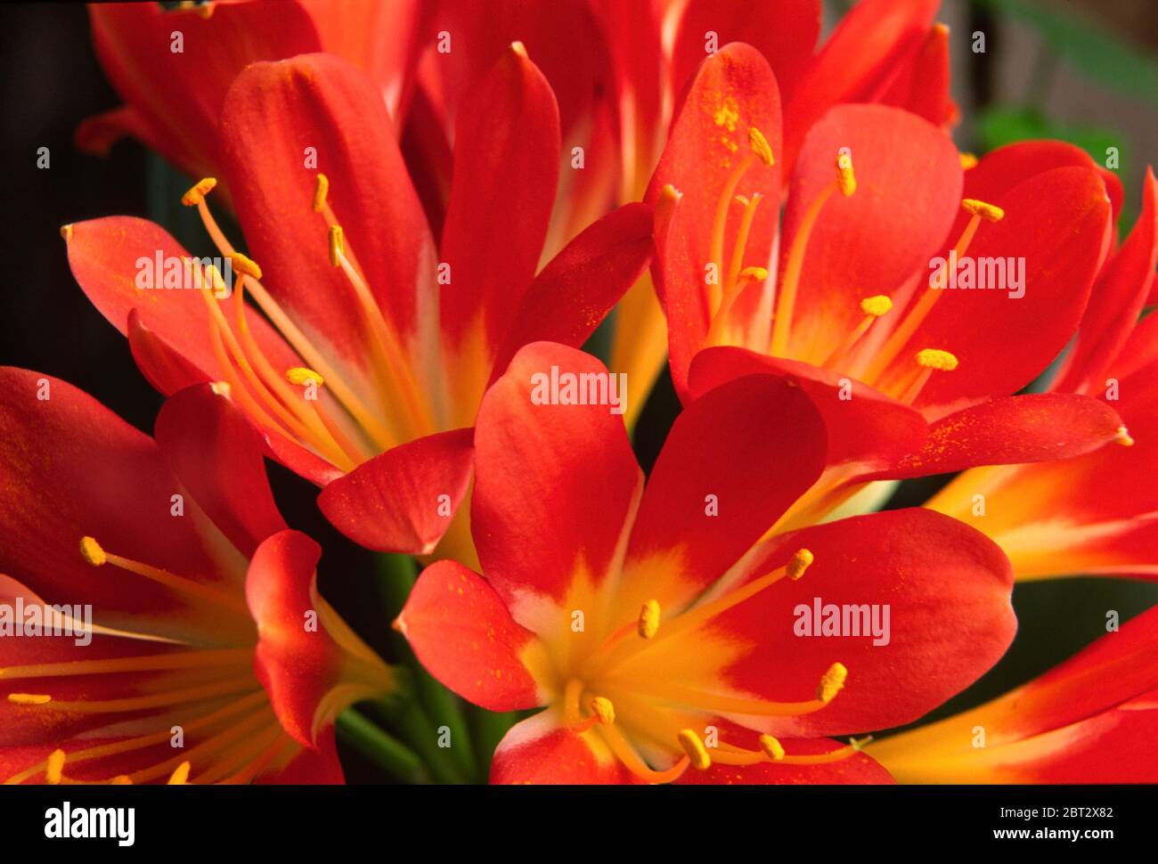 Clivia miniata, Kafir Lily, macro, flower Stock Photo