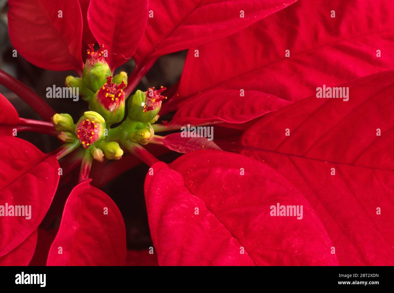Euphorbia Poinsettia Stock Photo