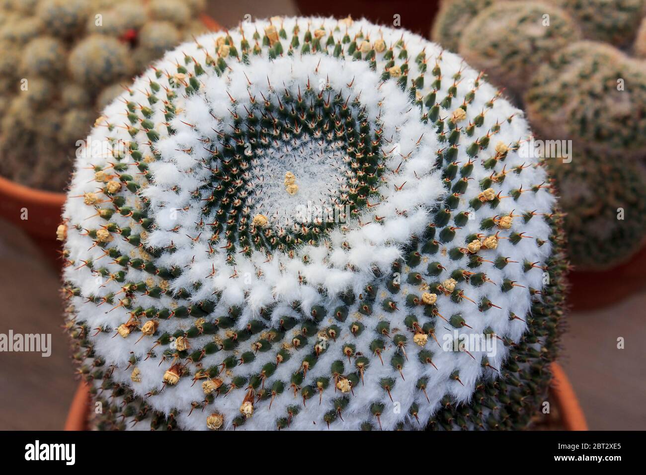 Mammillaria sempervivi, a round artful looking cactus with cottony growths. Stock Photo