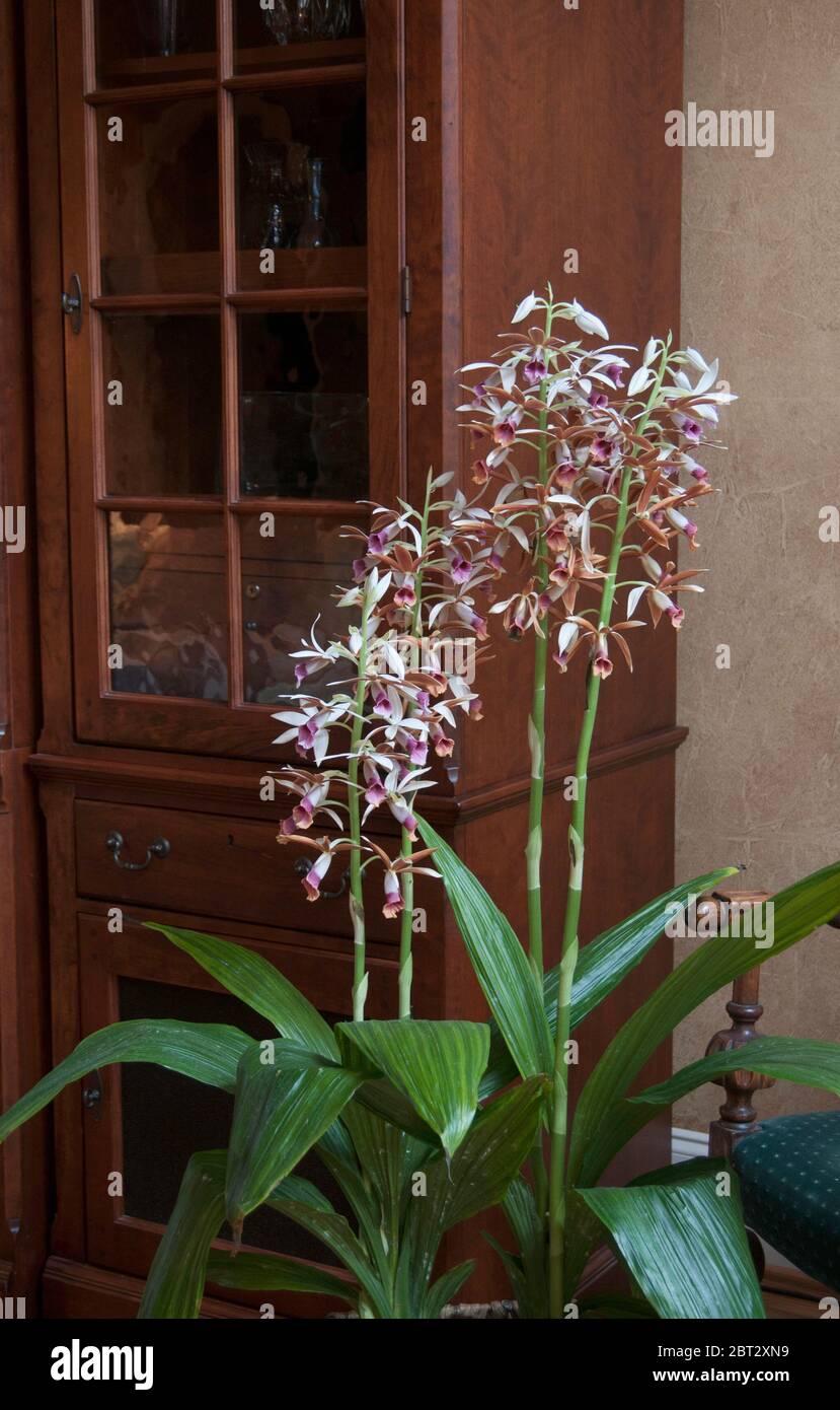 Phaius tankervilleae, Nuns orchid, Stock Photo