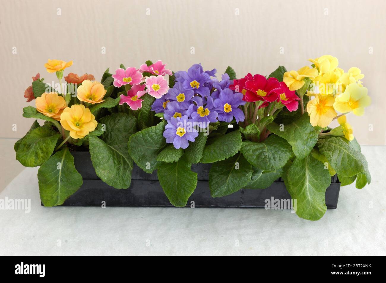Primula in metal container; mixed pastels, Stock Photo