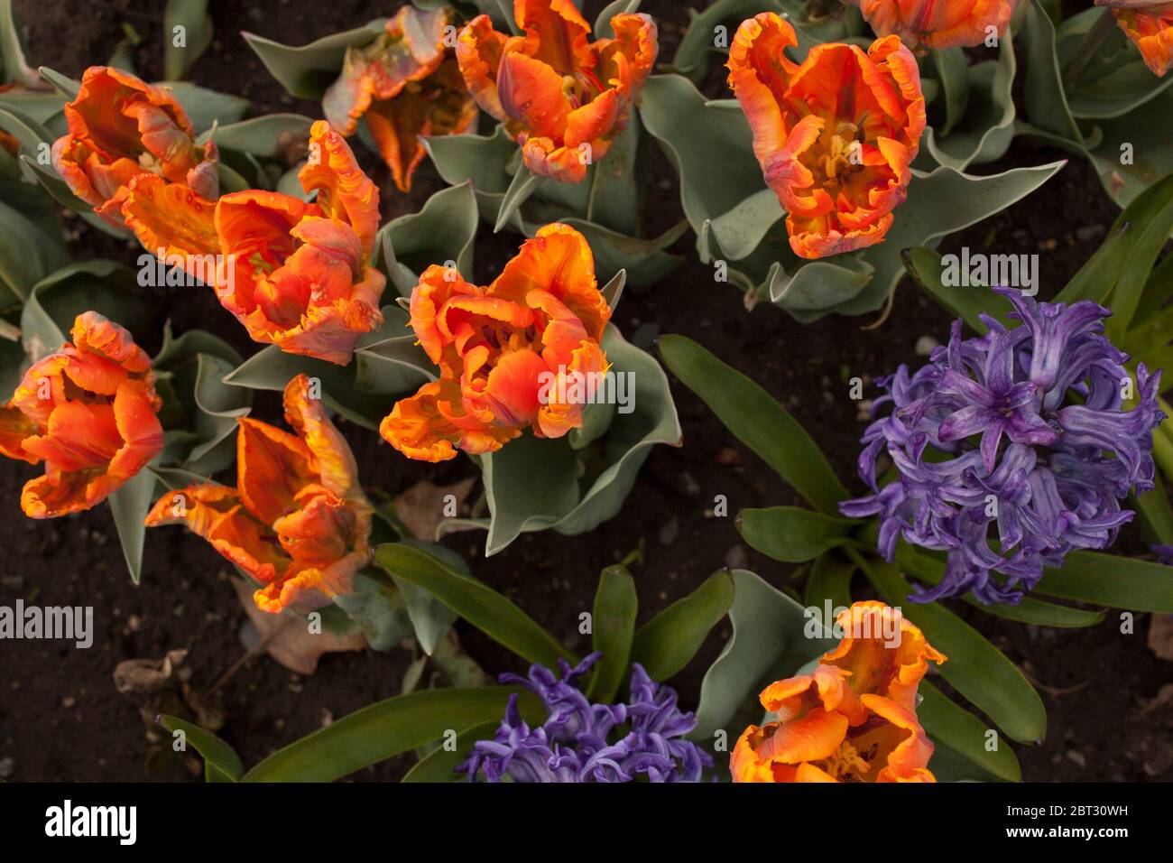 Orange Princess Irene Parrot tulip with hyacinth in a flower bed in a part in Albany, NY. Stock Photo